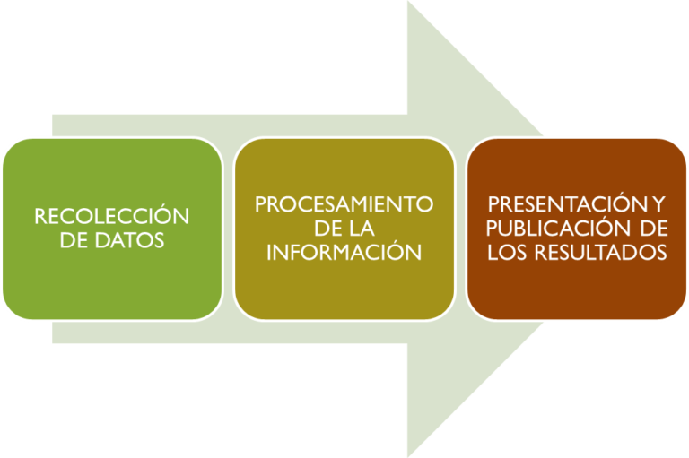 Como Se Realiza El Procesamiento De Datos En Una Investigacion